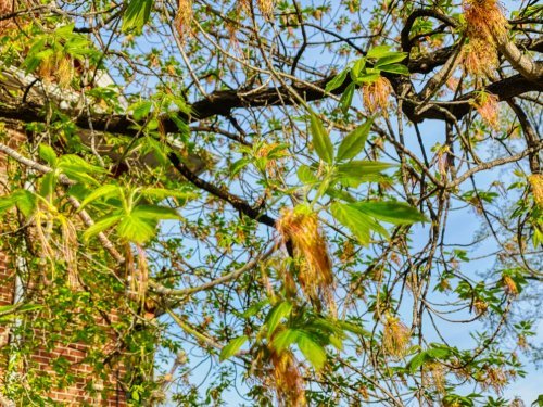 Manitoba maple tree in bloom.