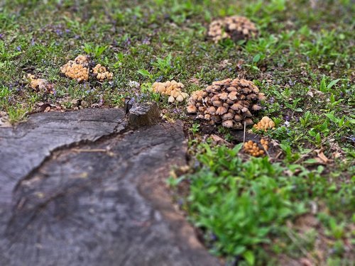 Mushroom clumps.