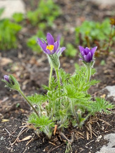Purple spring flowers.