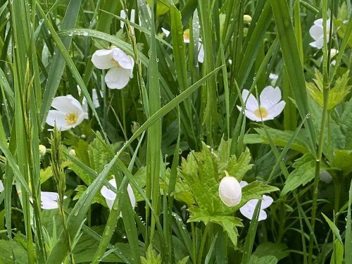 The banks of the streams in the Assiniboine Forest were loaded with these anemones.