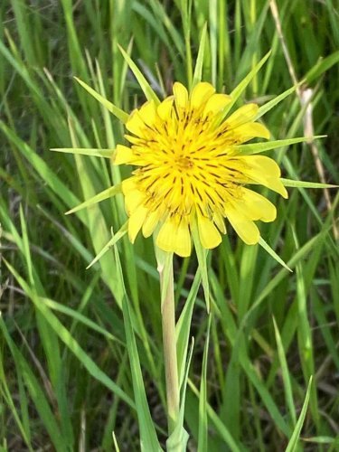 Yellow goat's beard.