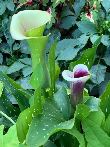 Cala Lilies.