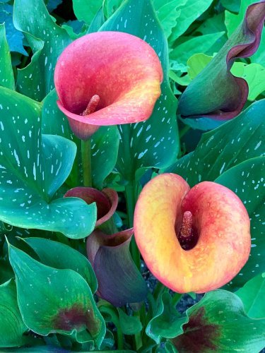 Cala Lilies.